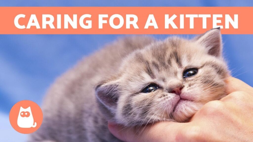 How To Take Care Of Kittens